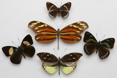 Real butterfly specimens x5 - real,