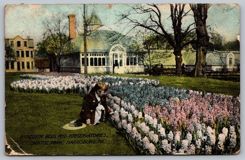 1910s hyacinth beds - hyacinth,