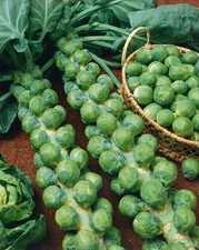 Brussel Sprouts Seeds - Kings