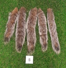 5 x Genuine Grey Squirrel