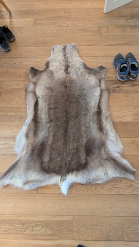 Reindeer skin rug hide - reindeer,