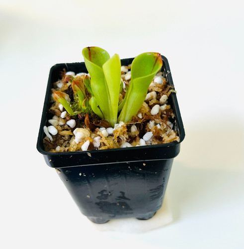 Heliamphora minor - heliamphora,