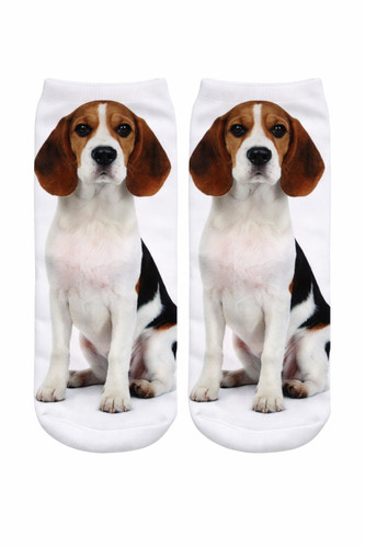 Beagle cute dog trainer - beagle,