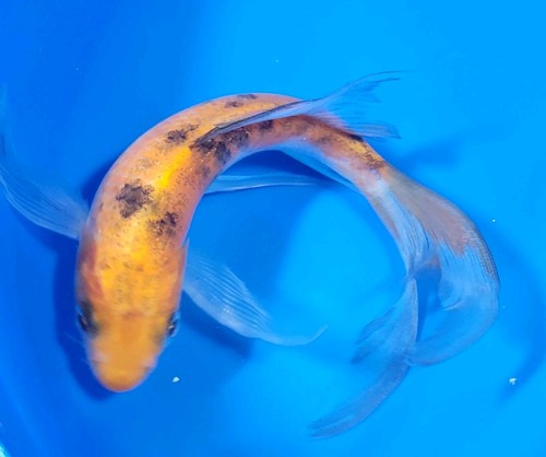 Butterfly bekko koi live - ,