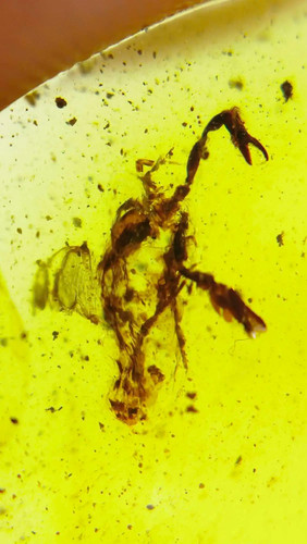Burmese burmite cretaceous - burmese,