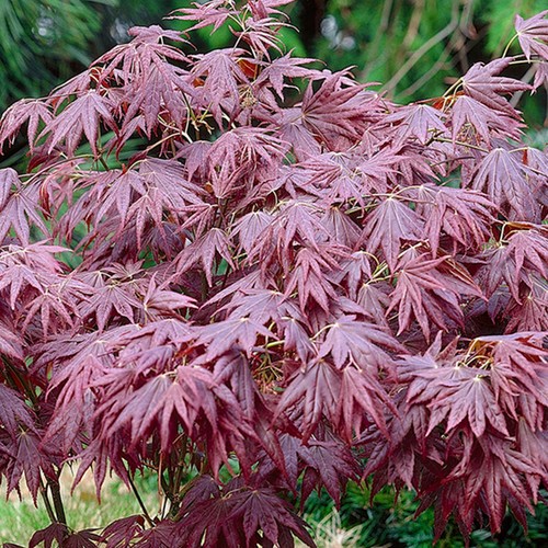 Acer palmatum atropurpureum - acer, 'atropurpureum'
