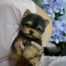 Yorkie Dogs Simulation Toys Puppy Lifelike Stuffeds Companion Toy Ho28 <χ β Q4U5