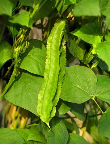 Asparagus pea seeds - pea,