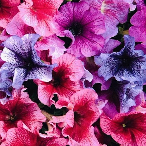 180 petunia giant - x,