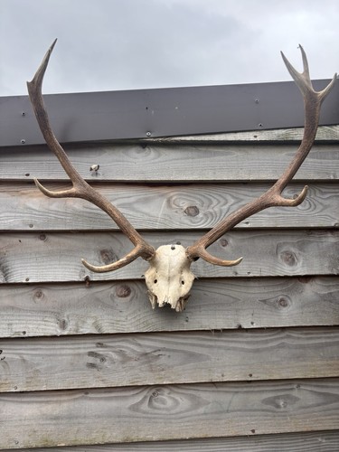 Highland red stag antlers - red,
