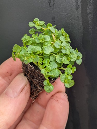 Corsican mint cm - corsican, small