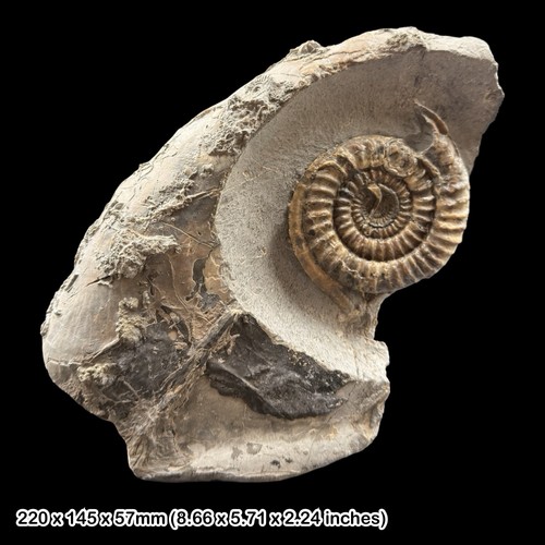 Rare echioceras ammonite - rare,
