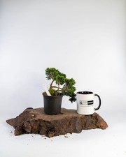 Hinoki Cypress Bonsai Tree