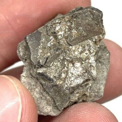 Partial dinosaur egg - dinosaur,