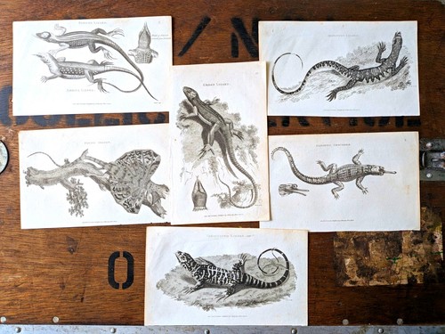 Antique lizard crocodile - 6x,