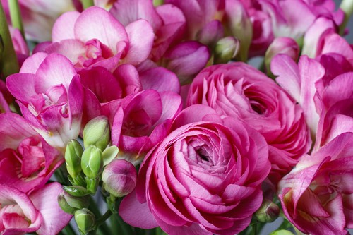 Ranunculus freesia pink - &,