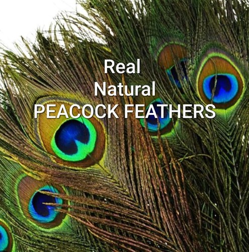Natural real peacock feather - natural,