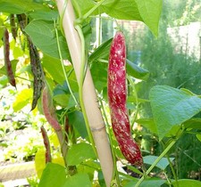 Climbing borlotto bean lingua - borlotto,