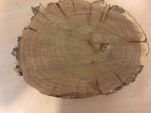 Oak wood tree log section