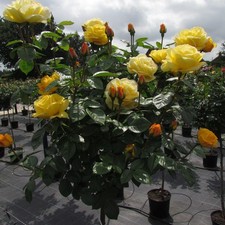 Arthur Bell - Potted