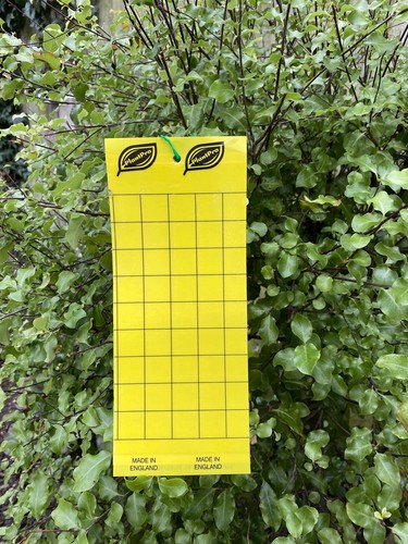 Yellow sticky glue board - yellow,