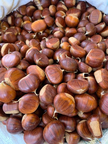 Chestnuts freshly picked - -,