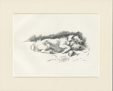 JACK RUSSELL TERRIER  VINTAGE