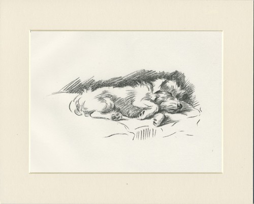 Jack russell terrier - jack,