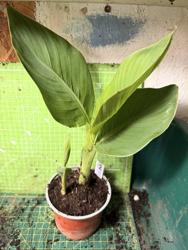 Canna plant perennial lot - -,