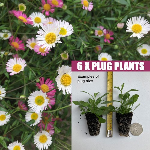 Erigeron karvinskianus plug - erigeron,