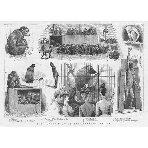 The monkey show - monkey,
