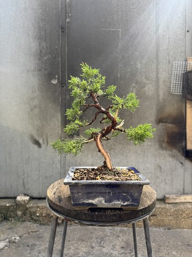 Imported japanese sargentii - japanese,