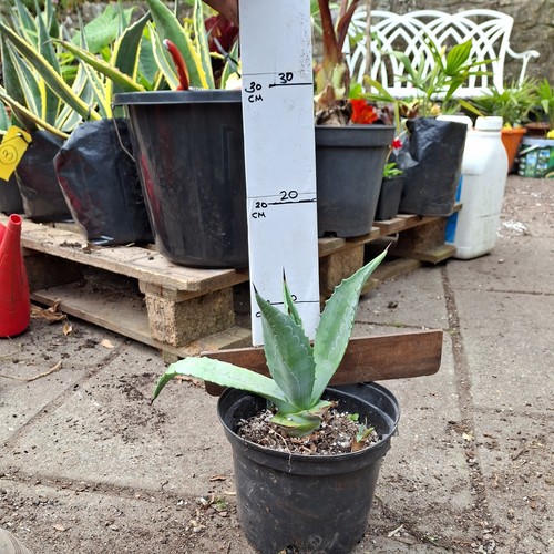 Agave americana number - agave, 9