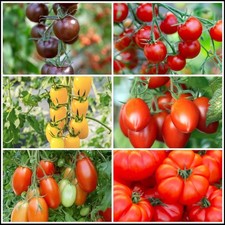 Multiple Varieties Of Tomato 9