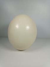 1 X Blown Out Ostrich Egg