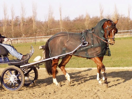 Ideal equestrian horse - ideal, horse/pony