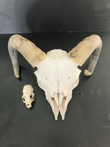 White ram skull nice horn - white,
