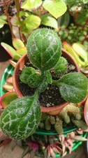 Streptocarpus |  Primula |