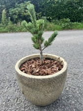 Japanese White Pine 'Ooh la