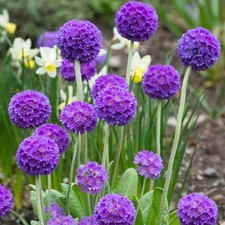 6 Primula Denticulata Blue Drumstick Primrose Hardy Perennial Plug plants