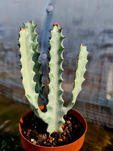 Euphorbia lactea variegated - euphorbia, |