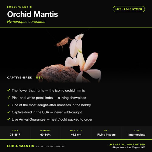 Orchid mantis hymenopus - orchid,