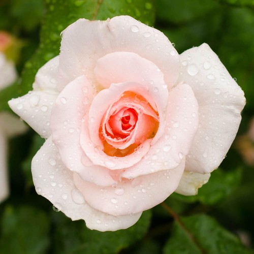 Garden bush rose - garden,