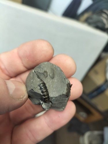 Promicroceras planicosta pos - promicroceras,