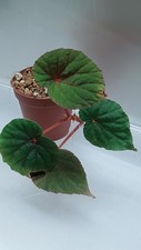 Begonia Pavonina X Grandis