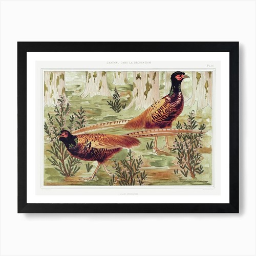 Ordinary pheasants from - pheasants,