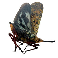 Saiva bullata lanterfly - saiva,
