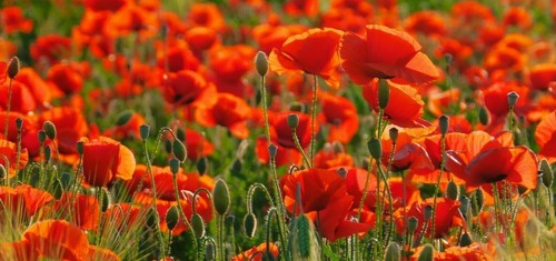 English poppy papaver rhoeas - poppy,