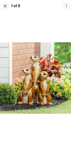Evergreen meerkat family - meerkat,