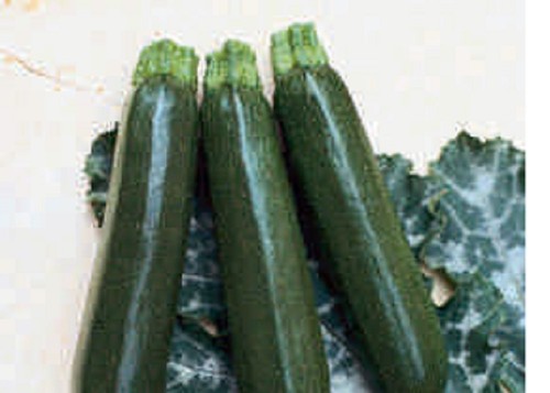 Courgette mini plug - x,